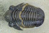 Gerastos Trilobite Fossil - Foum Zguid, Morocco #125190-3
